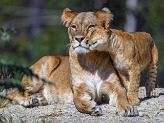 Обои морда, поза, лежит, мама, львица, львёнок, ласка, детеныш, face, pose, lies, mom, lioness, lion, weasel, cub разрешение 4821x3214 Загрузить