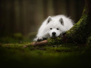 Обои морда, взгляд, собака, мох, самоед, face, look, dog, moss, samoyed разрешение 2048x1363 Загрузить