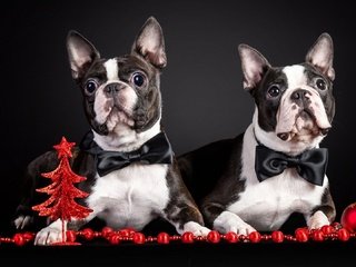 Обои новый год, животные, праздник, собаки, new year, animals, holiday, dogs разрешение 1920x1080 Загрузить