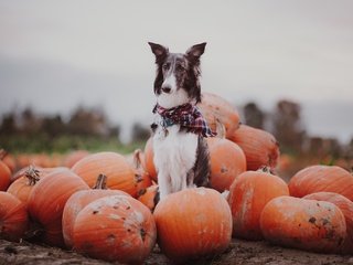 Обои осень, собака, тыквы, autumn, dog, pumpkin разрешение 2047x1365 Загрузить