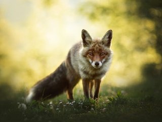 Обои природа, взгляд, лиса, боке, nature, look, fox, bokeh разрешение 2000x1345 Загрузить