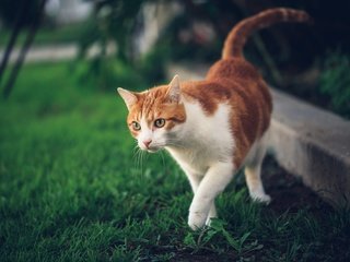 Обои трава, природа, кот, кошка, прогулка, рыжий, grass, nature, cat, walk, red разрешение 2000x1333 Загрузить