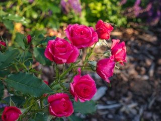 Обои ветка, розы, сад, розовые, яркие, боке, branch, roses, garden, pink, bright, bokeh разрешение 6000x4000 Загрузить