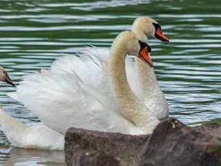 Обои водоем, пара, белые, лебеди, pond, pair, white, swans разрешение 2880x1620 Загрузить