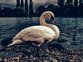 Обои берег, галька, белый, водоем, птица, темный фон, лебедь, shore, pebbles, white, pond, bird, the dark background, swan разрешение 5921x3947 Загрузить