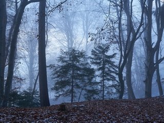 Обои деревья, природа, лес, осень, trees, nature, forest, autumn разрешение 7688x4976 Загрузить