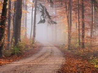 Обои дорога, тропинка, лес, хвоя, туман, ветки, стволы, листва, осень, road, path, forest, needles, fog, branches, trunks, foliage, autumn разрешение 3840x2160 Загрузить