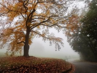 Обои дорога, туман, осень, road, fog, autumn разрешение 3840x2160 Загрузить