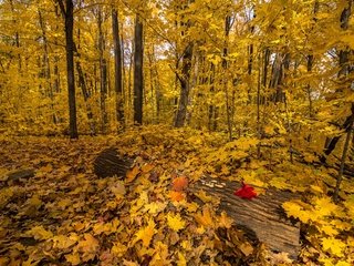 Обои лес, осень, forest, autumn разрешение 3840x2160 Загрузить