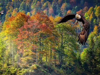 Обои лес, полет, осень, рендеринг, белоголовый орлан, forest, flight, autumn, rendering, bald eagle разрешение 2560x1440 Загрузить