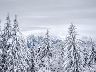 Обои небо, иней, облака, ели, деревья, скалы, снег, лес, зима, туман, the sky, frost, clouds, ate, trees, rocks, snow, forest, winter, fog разрешение 6000x4000 Загрузить