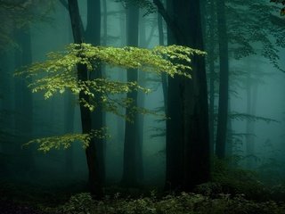 Обои ночь, деревья, природа, лес, туман, night, trees, nature, forest, fog разрешение 2000x1335 Загрузить