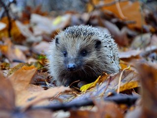 Обои осень, ежик, осенние листья, autumn, hedgehog, autumn leaves разрешение 4928x3264 Загрузить