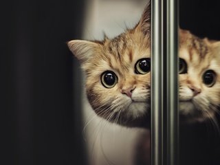 Обои отражение, кот, мордочка, усы, кошка, взгляд, reflection, cat, muzzle, mustache, look разрешение 3840x2160 Загрузить