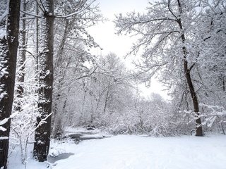 Обои природа, лес, зима, nature, forest, winter разрешение 3840x2160 Загрузить