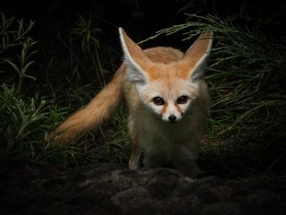 Обои природа, растения, взгляд, лиса, темный фон, фенек, мордашка, nature, plants, look, fox, the dark background, fenech, face разрешение 3840x2560 Загрузить