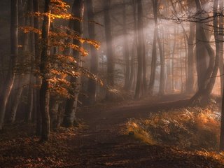 Обои свет, деревья, природа, лес, лучи, туман, осень, тропинка, light, trees, nature, forest, rays, fog, autumn, path разрешение 2500x1600 Загрузить