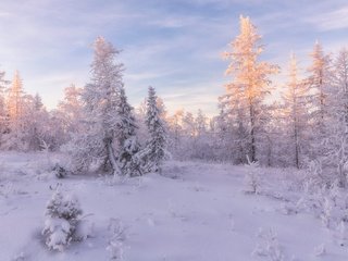 Обои свет, ели, снег, природа, лес, зима, пейзаж, утро, иней, light, ate, snow, nature, forest, winter, landscape, morning, frost разрешение 2000x1334 Загрузить