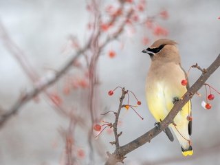 Обои ветки, осень, птица, ягоды, свиристель, branches, autumn, bird, berries, the waxwing разрешение 3840x2160 Загрузить