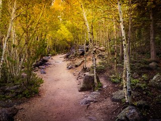 Обои деревья, лес, осень, тропинка, осина, осины, trees, forest, autumn, path, aspen разрешение 5668x3779 Загрузить