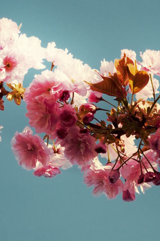 Обои ветка, листья, фон, голубой, розовые цветы, branch, leaves, background, blue, pink flowers разрешение 1920x1200 Загрузить