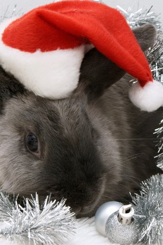 Обои новый год, кролик, шапка, new year, rabbit, hat разрешение 1920x1200 Загрузить