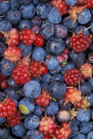 Обои малина, еда, ягоды, лесные ягоды, черника, raspberry, food, berries, blueberries разрешение 2400x1600 Загрузить