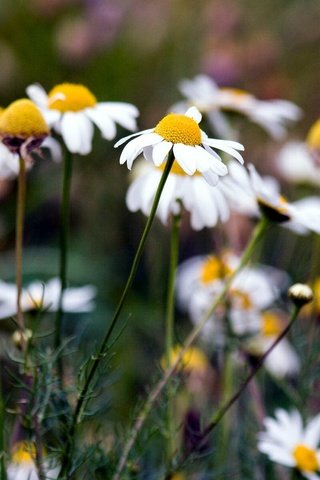 Обои цветы, природа, лето, ромашки, flowers, nature, summer, chamomile разрешение 1920x1200 Загрузить