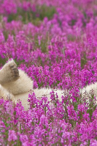 Обои цветы, полярный медведь, flowers, polar bear разрешение 1920x1200 Загрузить