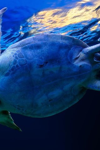 Обои вода, синий, черепаха, water, blue, turtle разрешение 2560x1600 Загрузить