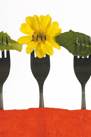 Обои хризантемы, вилки, обед, chrysanthemum, fork, lunch разрешение 1920x1200 Загрузить