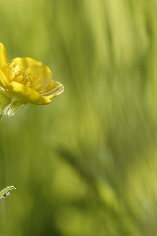 Обои желтый, зелень, макро, цветок, красота в простом, yellow, greens, macro, flower, beauty is in simplicity разрешение 2560x1600 Загрузить