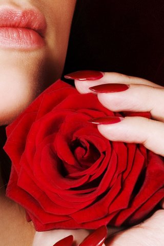 Обои красная роза, red rose разрешение 2560x1600 Загрузить
