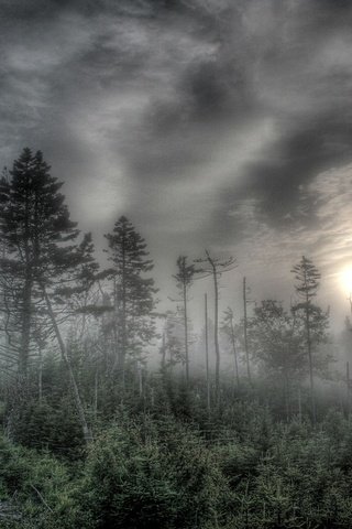 Обои деревья, солнце, лес, туман, trees, the sun, forest, fog разрешение 1920x1440 Загрузить