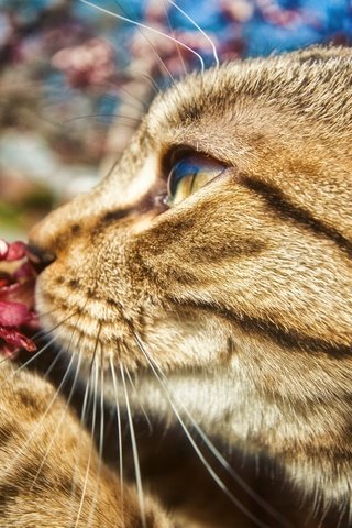 Обои ветка, цветок, кот, усы, профиль, лапа, кот садовод, branch, flower, cat, mustache, profile, paw, cat gardener разрешение 2560x1600 Загрузить