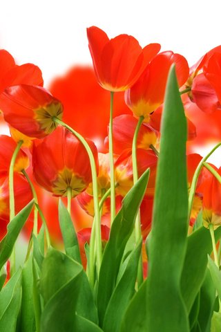 Обои зелень, поле, красных, тюльпанов, greens, field, red, tulips разрешение 2560x1600 Загрузить