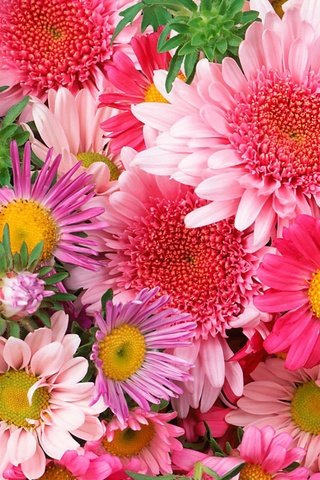 Обои ромашка, букет, розовый, хризантема, daisy, bouquet, pink, chrysanthemum разрешение 2560x1600 Загрузить