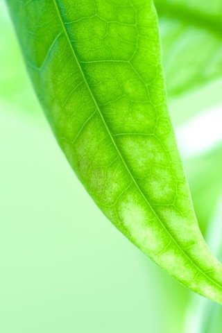 Обои зелень, листок, макросьемка, greens, leaf, microsemi разрешение 1920x1200 Загрузить