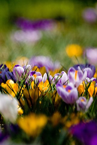 Обои цветы, поляна, весна, желтые, фиолетовые, крокусы, flowers, glade, spring, yellow, purple, crocuses разрешение 3648x2736 Загрузить