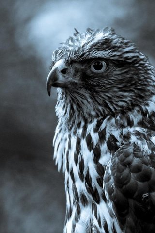 Обои серый, птица, клюв, перья, сокол, хищная птица, grey, bird, beak, feathers, falcon, bird of prey разрешение 2560x1600 Загрузить