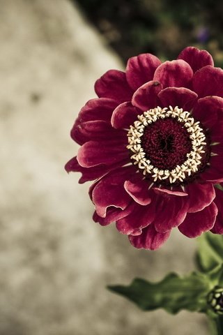 Обои цветок, вид сверху, бордовый, цинния, flower, the view from the top, burgundy, zinnia разрешение 1920x1200 Загрузить