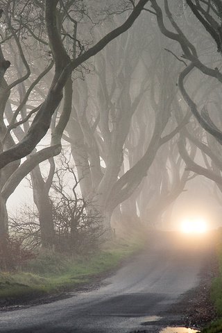 Обои деревья, мрак, туман, осень, фары, таинственность, trees, the darkness, fog, autumn, lights, mystery разрешение 1920x1080 Загрузить