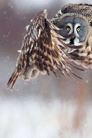 Обои неясыть, сова, снег, зима, полет, крылья, птица, клюв, перья, owl, snow, winter, flight, wings, bird, beak, feathers разрешение 1920x1200 Загрузить