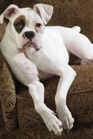 Обои морда, обои, взгляд, собака, кресло, боксер, face, wallpaper, look, dog, chair, boxer разрешение 1920x1200 Загрузить