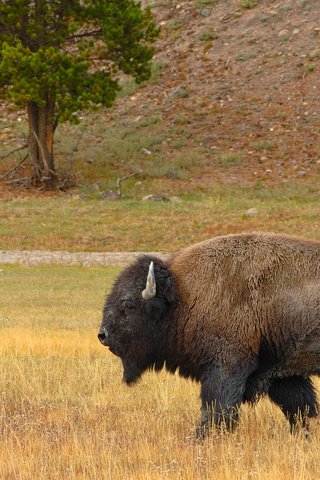 Обои трава, животные, бизон, американский бизон, grass, animals, buffalo, american bison разрешение 1920x1200 Загрузить