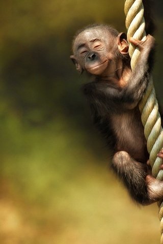 Обои канат, обезьяна, детеныш, rope, monkey, cub разрешение 1920x1200 Загрузить