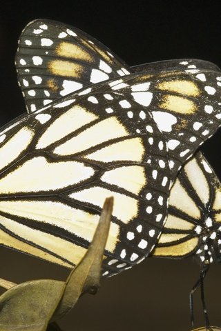 Обои бабочка, крылья, темный фон, бабочки, монарх, насекомы, butterfly, wings, the dark background, monarch разрешение 1920x1200 Загрузить