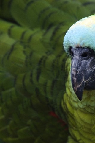 Обои зелёный, цвет, птица, клюв, перья, попугай, зеленощёкий амазон, амазон, green, color, bird, beak, feathers, parrot, selenodesy amazon разрешение 1920x1080 Загрузить