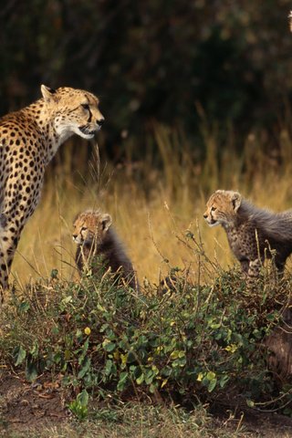 Обои гепард, cheetah разрешение 1920x1200 Загрузить