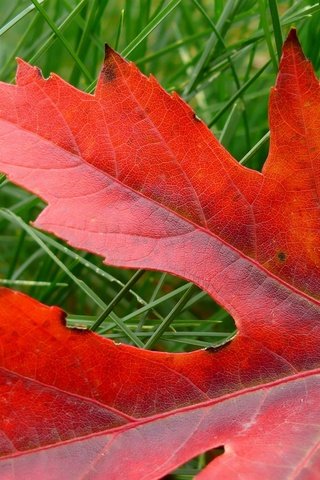 Обои трава, природа, макро, осень, красный, лист, клен, grass, nature, macro, autumn, red, sheet, maple разрешение 1920x1200 Загрузить